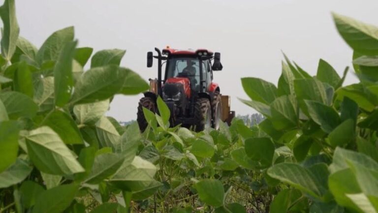Avantages des Semences Bio pour l’Agriculture Durable