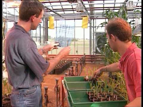 Influence de la Composition Chimique sur les Cultures