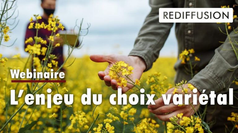 Crit&egrave;res Essentiels pour Choisir une Machine de R&eacute;colte