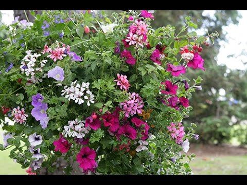 Conseils Pratiques pour l’Entretien des Jardins Suspendus