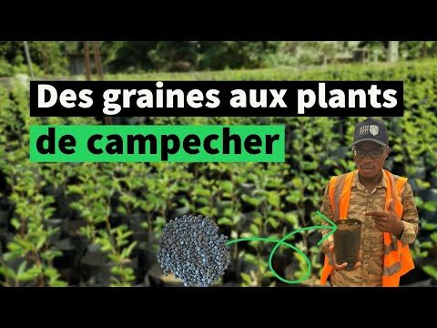 Pratiques Durables en Am&eacute;nagement Paysager : Nouvelles Tendances et Innovations