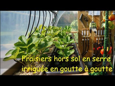 Optimiser l’entretien des jardins suspendus hors-sol