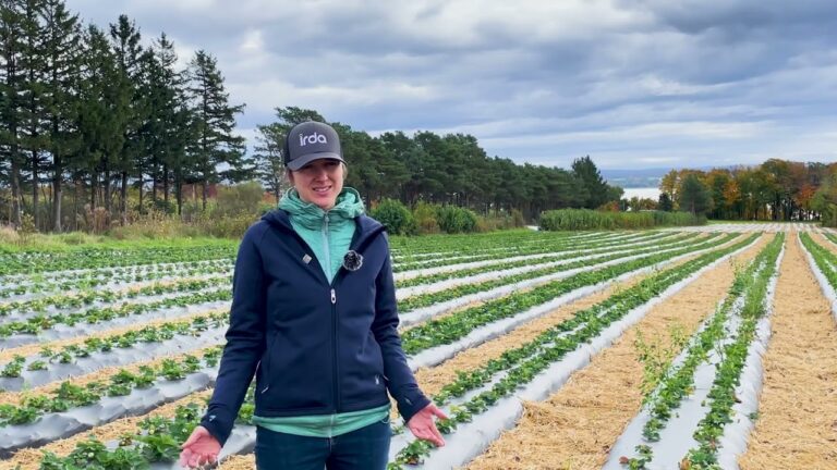 &Eacute;valuation des syst&egrave;mes d’irrigation goutte-&agrave;-goutte