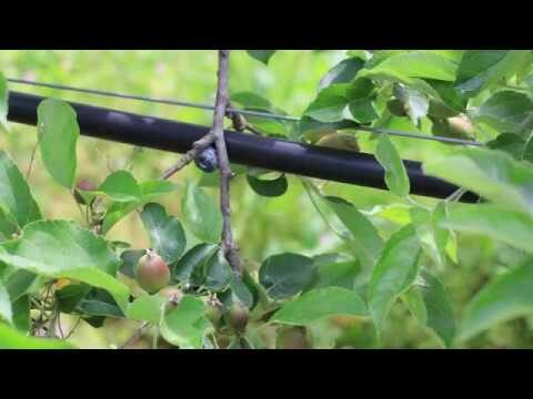 L’impact de l’irrigation sur les cultures agricoles