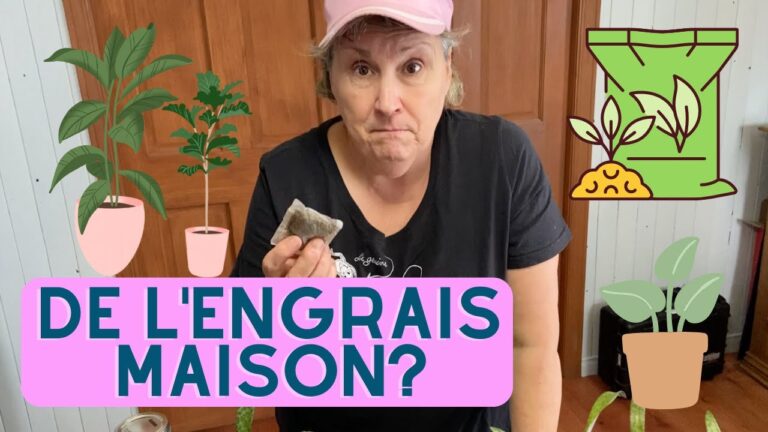 Les Meilleurs Engrais Organiques pour Plantes d’Int&eacute;rieur