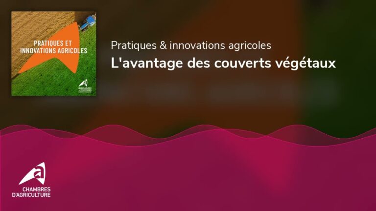 Les avantages des couverts v&eacute;g&eacute;taux en agriculture