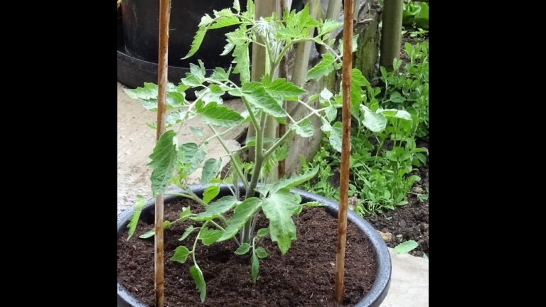 Avis sur l’utilisation des serres en tissu pour balcon