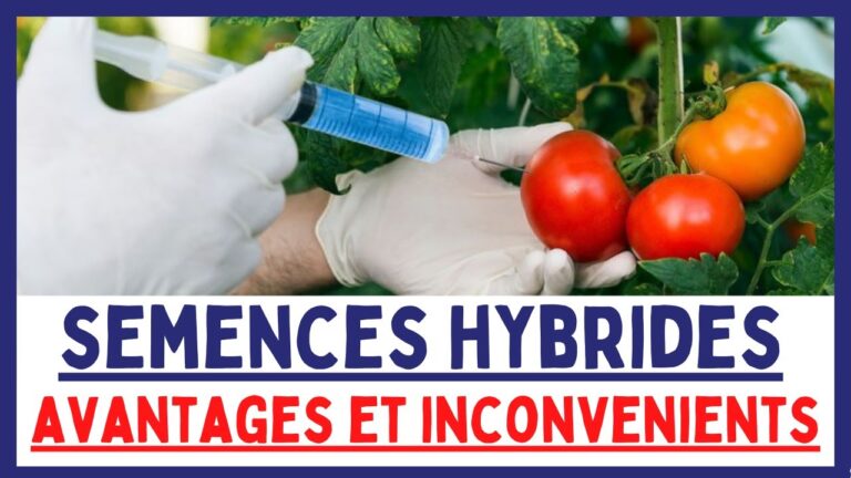 Les avantages des semences locales pour une agriculture durable