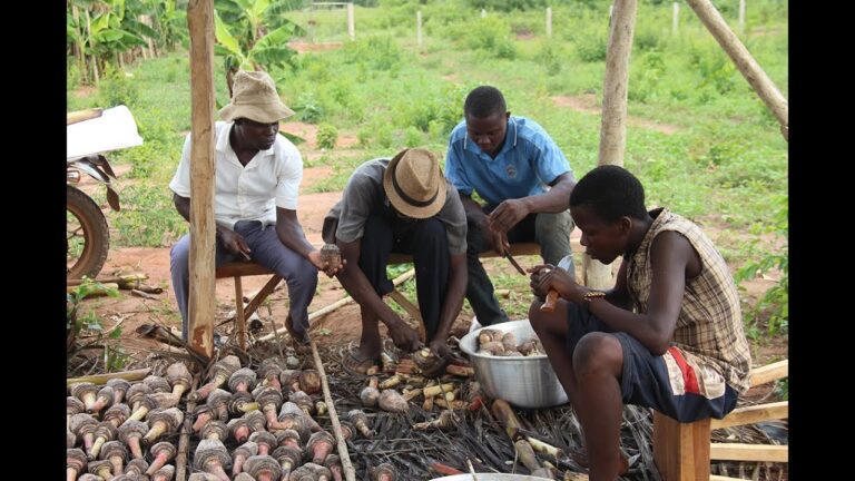 Innovations R&eacute;centes en R&eacute;colte M&eacute;canis&eacute;e